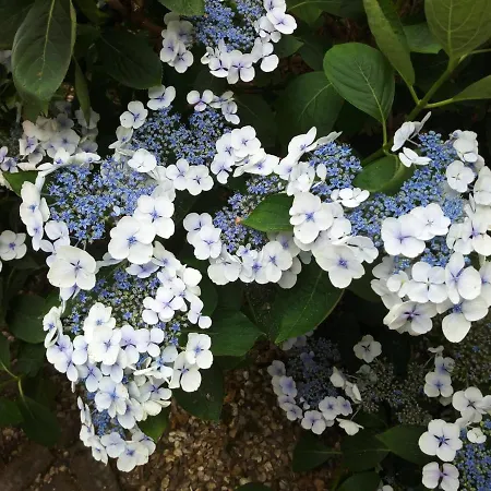 Bed & Breakfast Les Hortensias